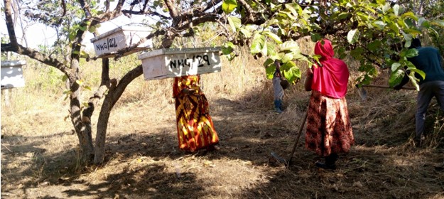 Sustainable Beekeeping Initiative